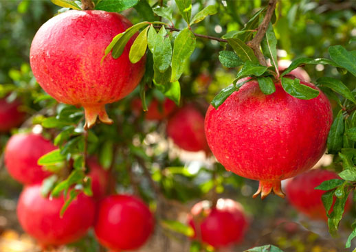 Pomegranate